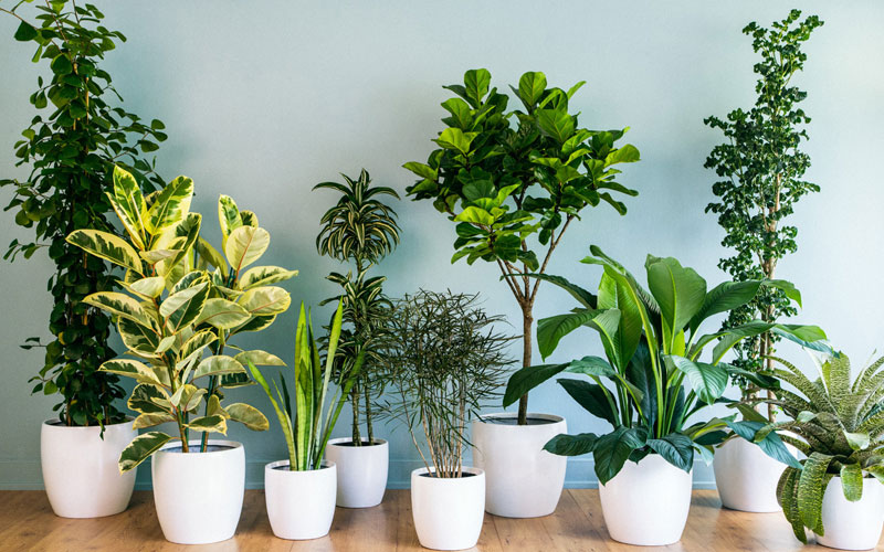Best Indoor And Outdoor Plants Dealers In Uttar Pradesh