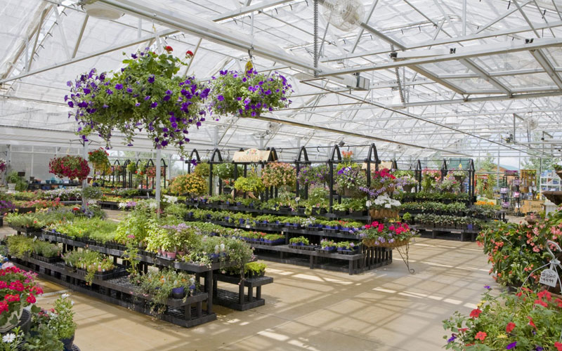 Best Plants Nursery In Uttar Pradesh