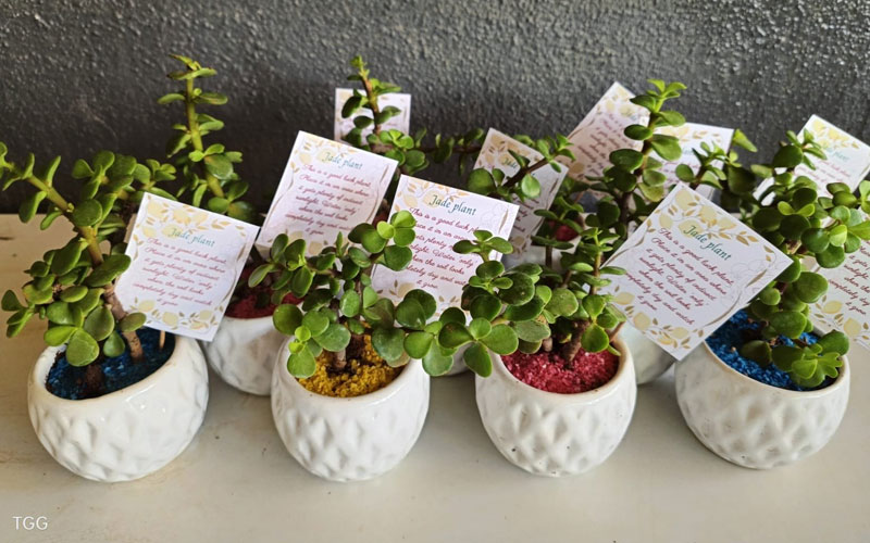 Best Gift Plants Dealers In Uttar Uttar Pradesh