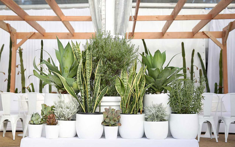 Best Plants On Hire Services In Uttar Pradesh